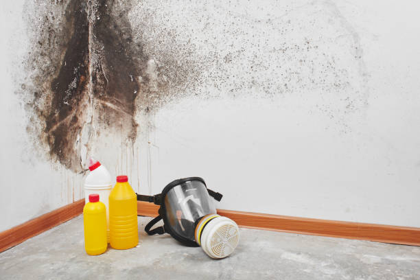 Best Home Mold Removal  in Chesilhurst, NJ