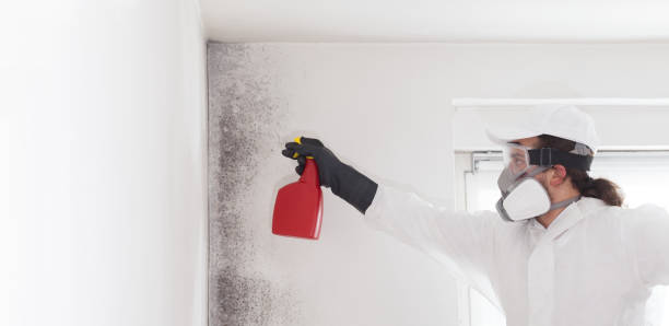 Certified Mold Removal in Chesilhurst, NJ