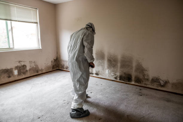 Best Commercial Mold Removal  in Chesilhurst, NJ