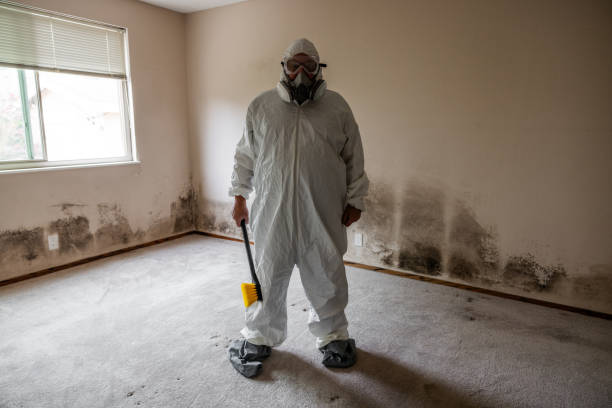 Mold Removal and Inspection in Chesilhurst, NJ