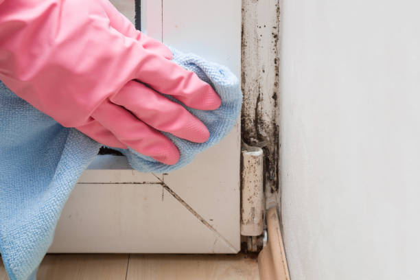 Best Mold Removal and Inspection  in Chesilhurst, NJ